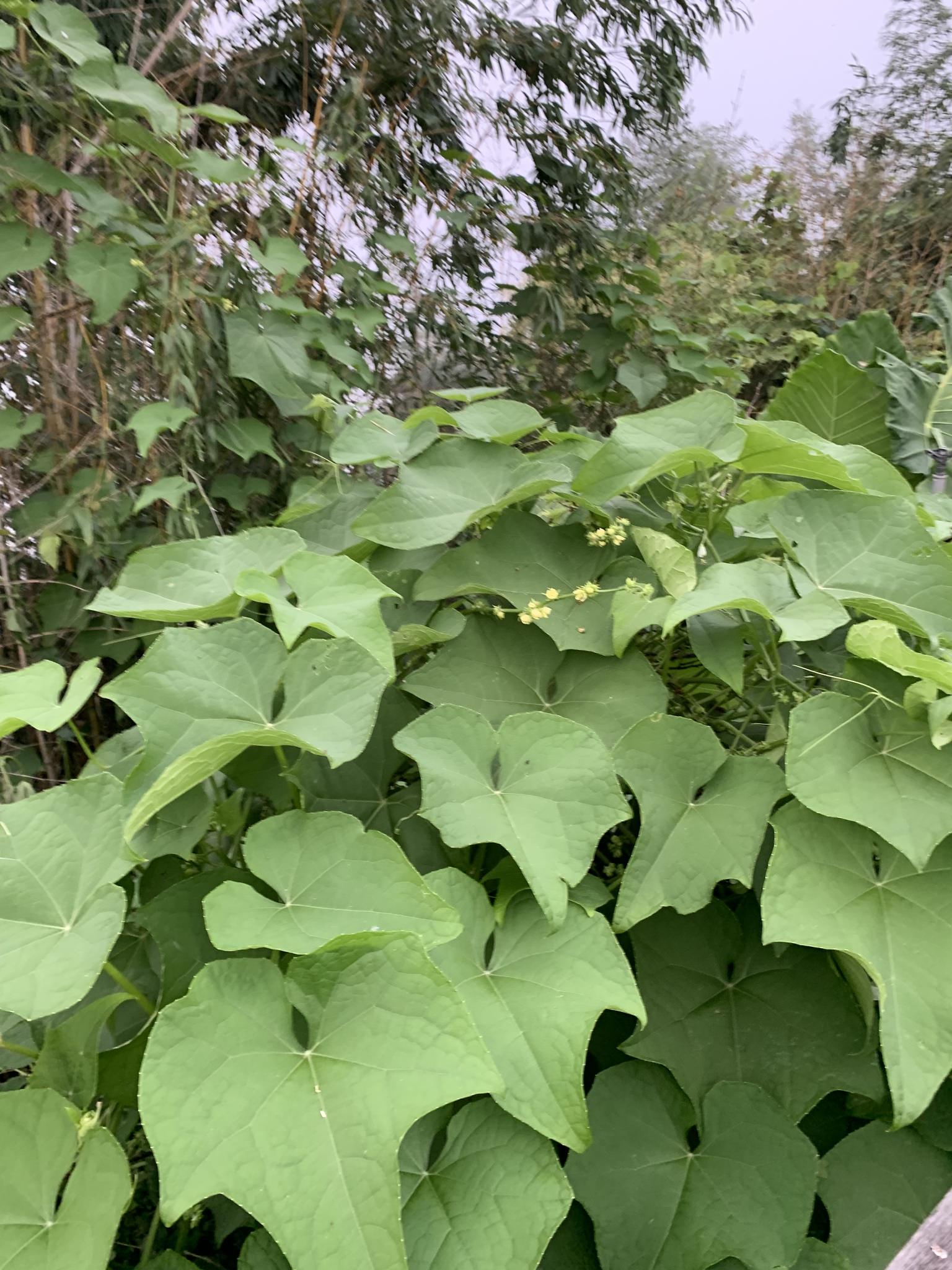 Sechium edule